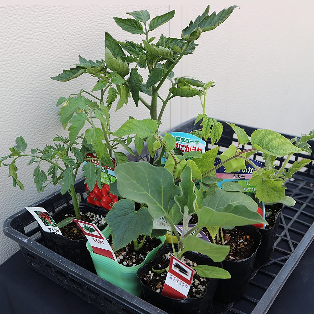 珍しいナスとピーマンの苗5本セット ca286a20d62fd182f6ac7b1465cdd2